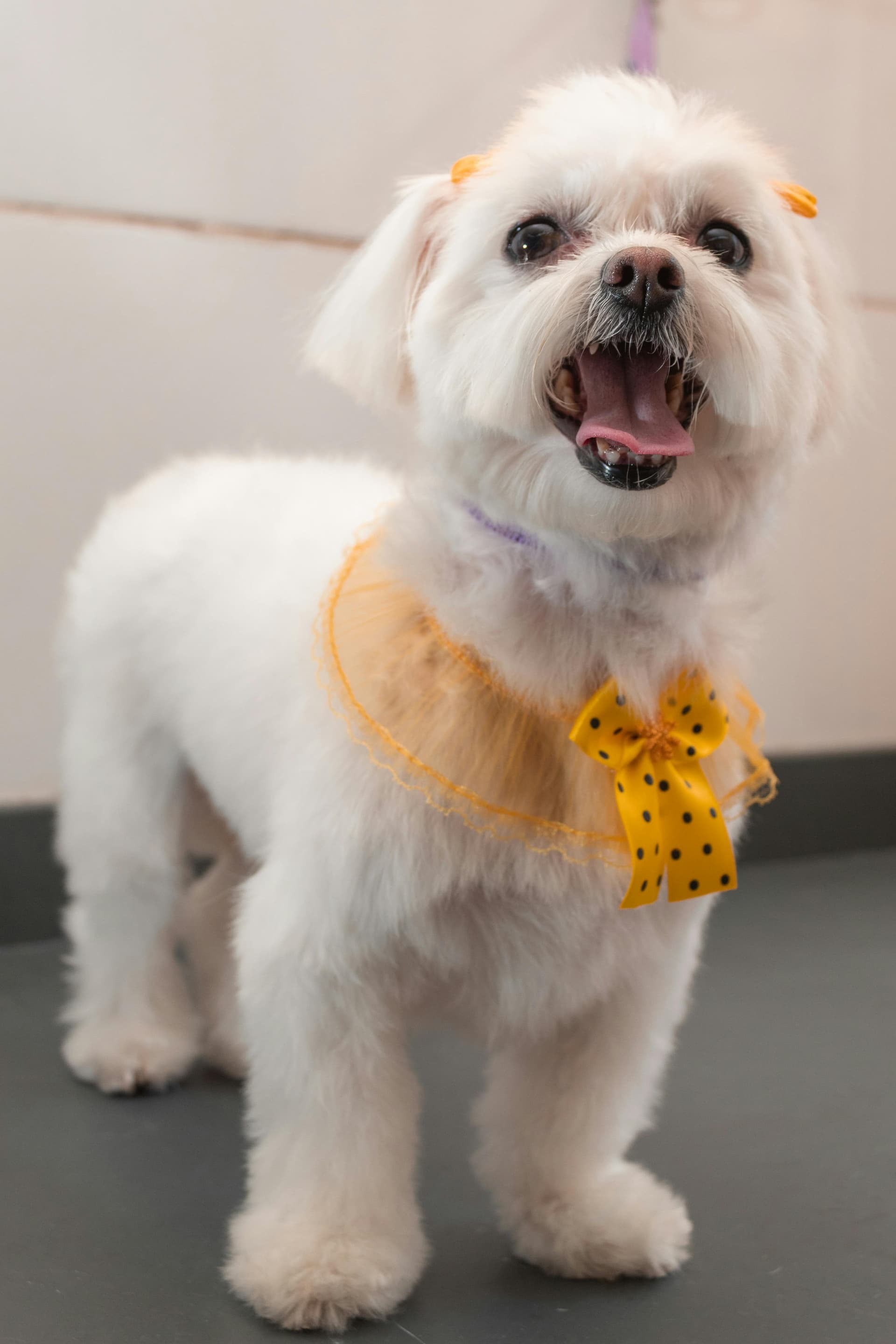 Pet being groomed at Pretty Little Pet Spa