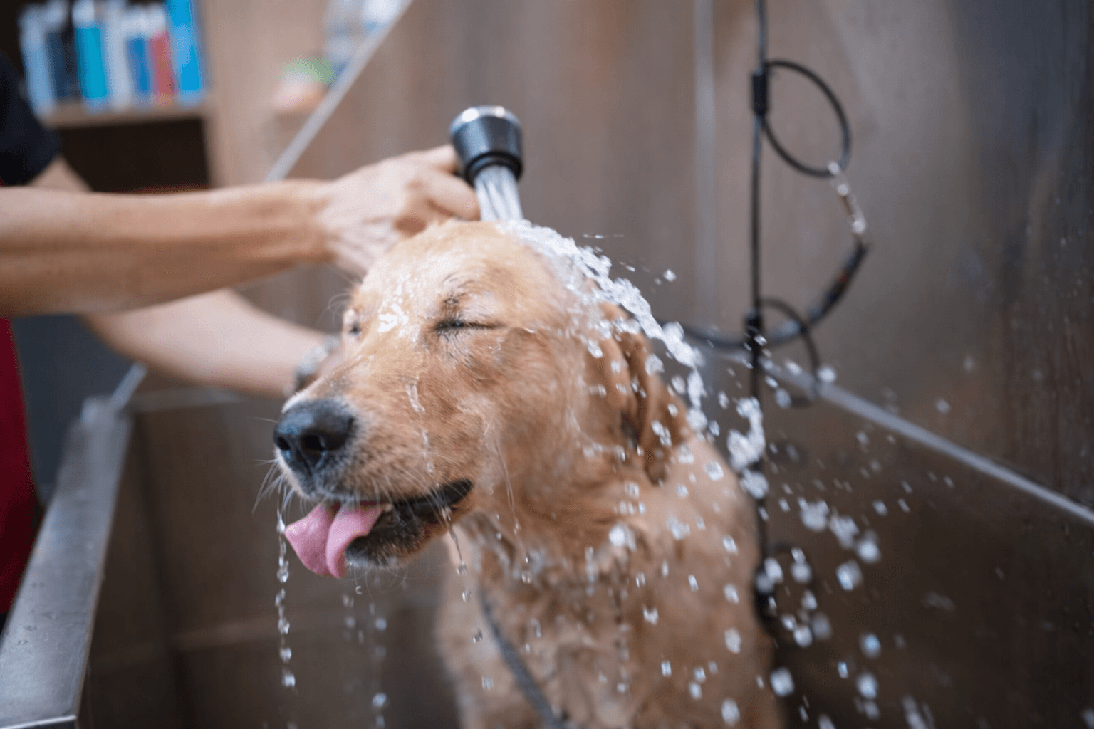 Happy pet at Pretty Little Pet Spa